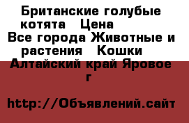 Британские голубые котята › Цена ­ 5 000 - Все города Животные и растения » Кошки   . Алтайский край,Яровое г.